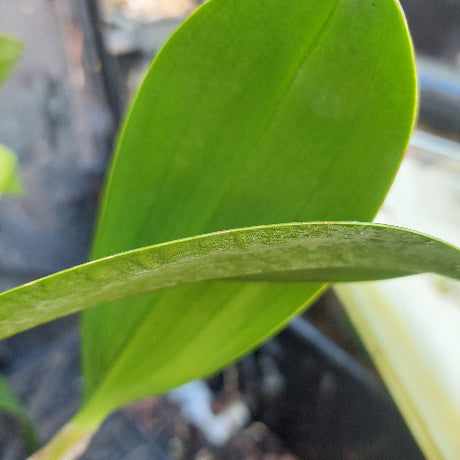 Dendrobium Avrils Gold