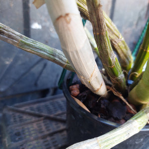 Dendrobium Avrils Gold