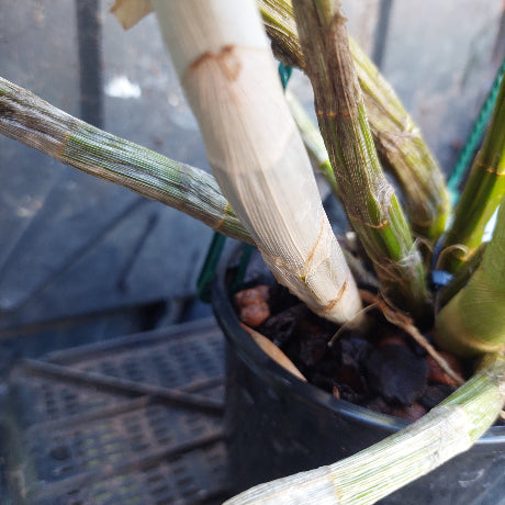 Dendrobium Avrils Gold