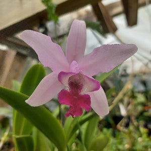 Laelia Interceps Orchid Pink