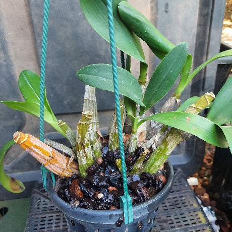 Dendrobium speciosum yellow orchid