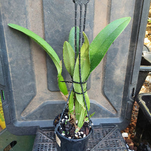 Cattleya Orchid Division Pink