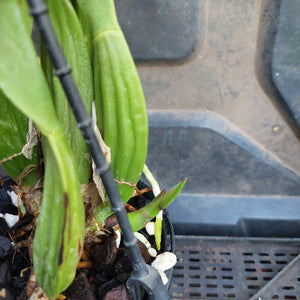 Cattleya Orchid Division Pink