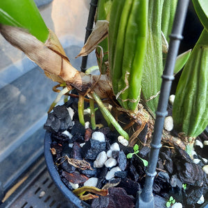 Cattleya Orchid Division Pink