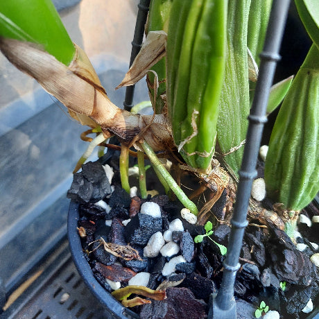 Cattleya Orchid Division Pink