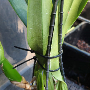 Cattleya Orchid Division Pink