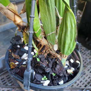 Cattleya Orchid Division Pink