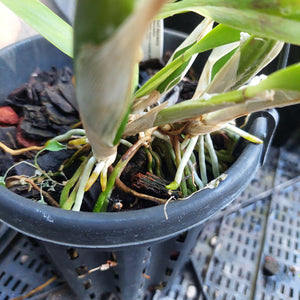 Laelia Interceps Orchid Pink