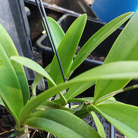 Laelia Interceps Orchid Pink