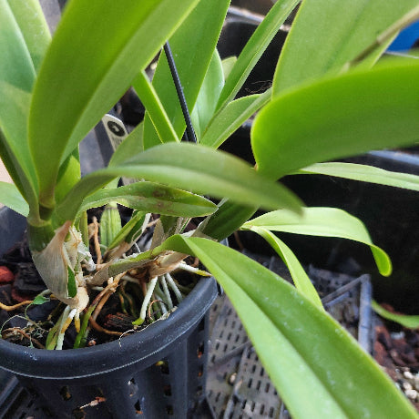 Laelia Interceps Orchid Pink