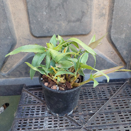 Dendrobium Kingianum Pink Stripes white