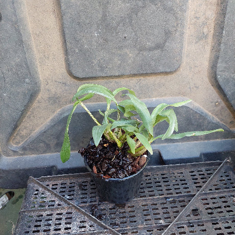 Dendrobium Kingianum Purple