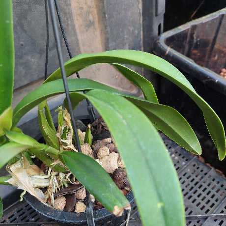 Laelia Cattleya Big Purple Flower