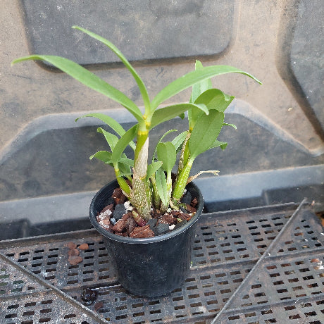 Dendrobium Orchid Purple Seedling