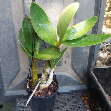 Small potted plant with green leaves and visible roots on a gray surface