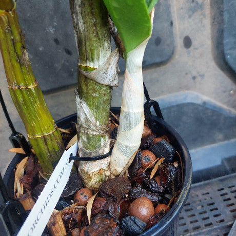 Close-up of a plant with green stems and a label on a blurred background