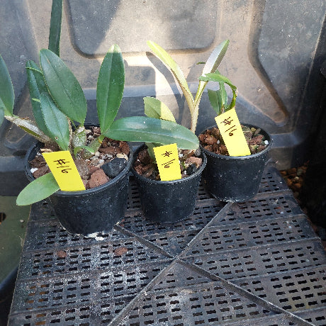 Small potted plants with yellow labels on a grid surface