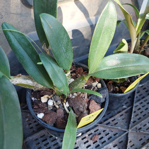 Close-up of a potted plant with green leaves and a dark pot.