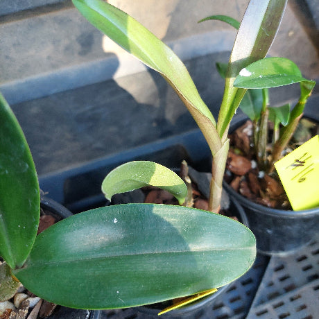 Close-up of a potted plant with green leaves and a blurred background