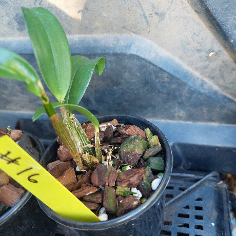 Small potted plant with a yellow label on a blurred background