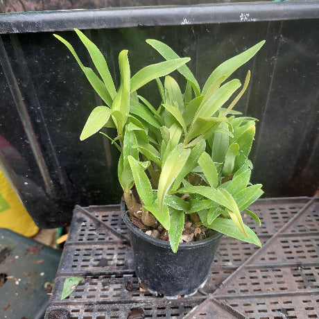 Potted plant with green leaves in a black pot on a dark background
