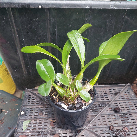 Small potted plant with green leaves on a black tray