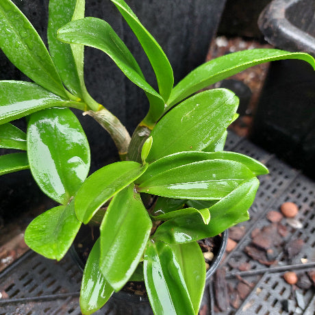Close-up of a potted plant with green leaves on a dark background