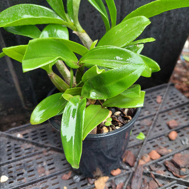 Green potted plant on a black plastic tray