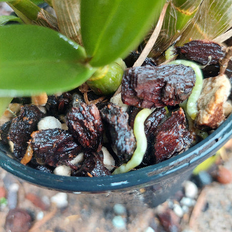 Close-up of a pot with dried fruits and green leaves