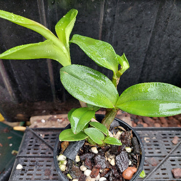 Green plant in a pot with soil and small stones on a dark background