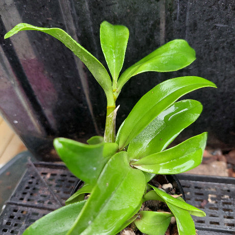 Close-up of a green leafy plant with a blurred background