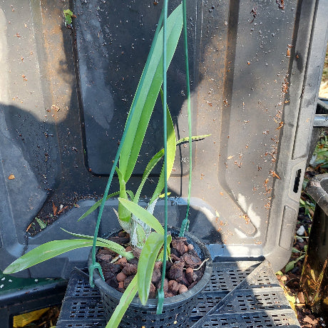 Plants in a pot on a black surface with green leaves.