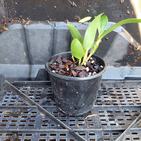 Small potted plant with green leaves in a black pot on a dark surface