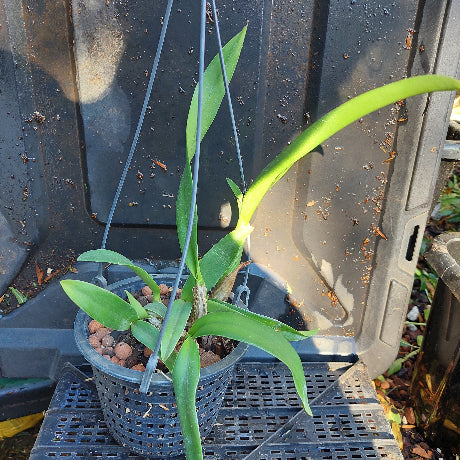 Small potted plant with green leaves on a dark surface
