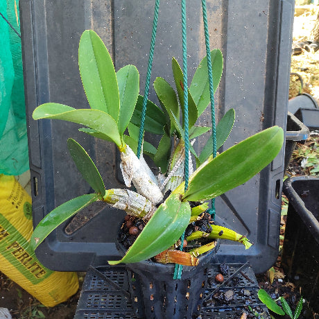 Green plant in a black plastic container with a blurred background
