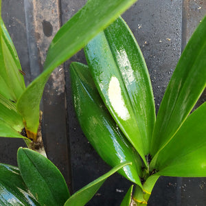Close-up of green leaves with a dark background