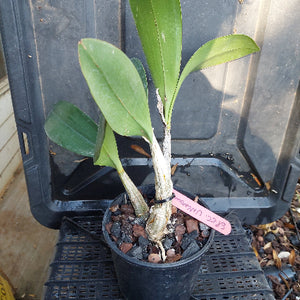 Potted orchid with a pink label on a black tray