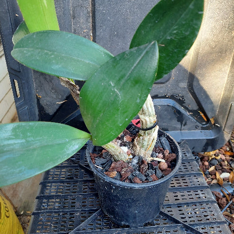 Green leaves of a plant in a pot with a blurred background