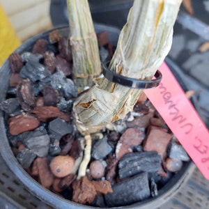 Plant in a pot with rocks and a pink label