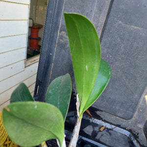 Close-up of green leaves with a blurred background