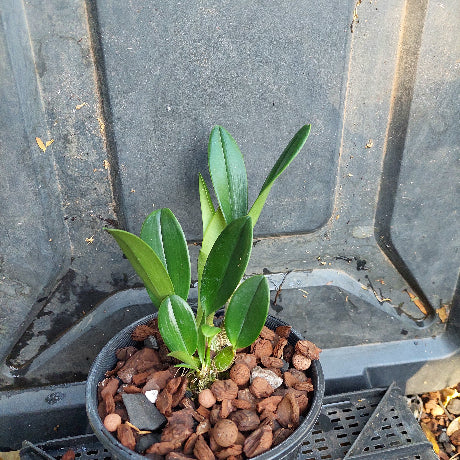 Small potted plant with green leaves on a gray surface