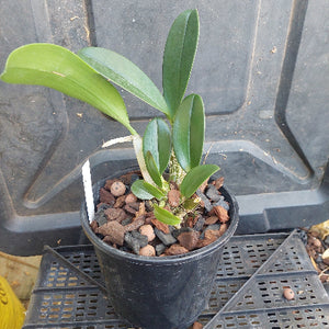 Small potted plant with green leaves in a black pot on a gray surface
