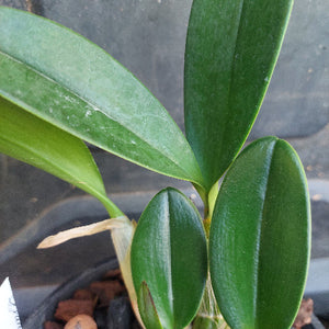 Close-up of green leaves with a blurred background