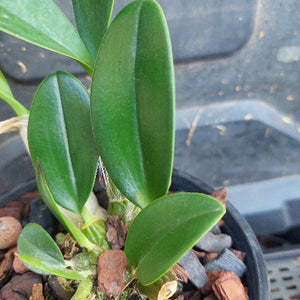 Close-up of a potted plant with green leaves and brown potting介质.