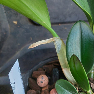 Close-up of a plant with a label on a dark background