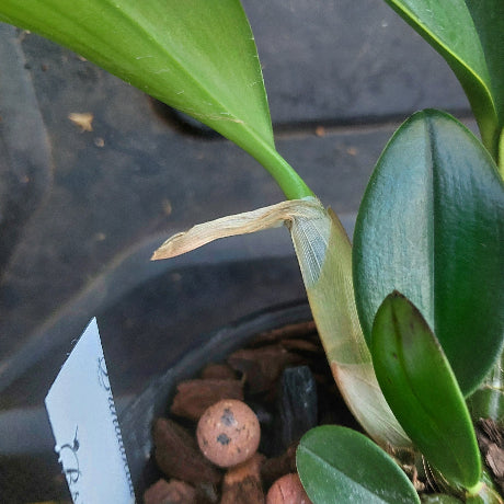 Close-up of a plant with a label on a dark background