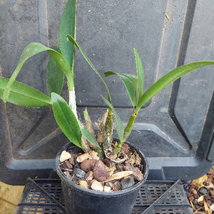 Small potted plant with green leaves in a black pot on a dark surface