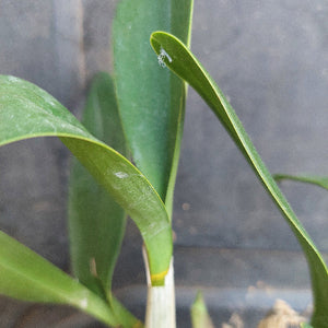 Close-up of green leaves with a blurred background