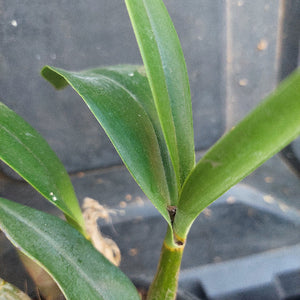 Close-up of a green leaf with a blurred background