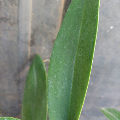 Close-up of a green leaf with a blurred background